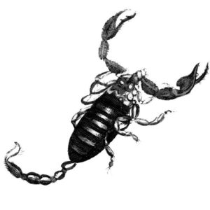 nomaad.eu-scorpion